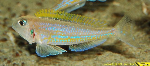 Xenotilapia flavipinnis 'Isanga Bay'